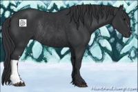 Horse Color:Black  and Black Rabicano 