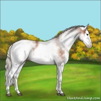 Horse Color:White Spotted Silver Bay Splash Rabicano 
