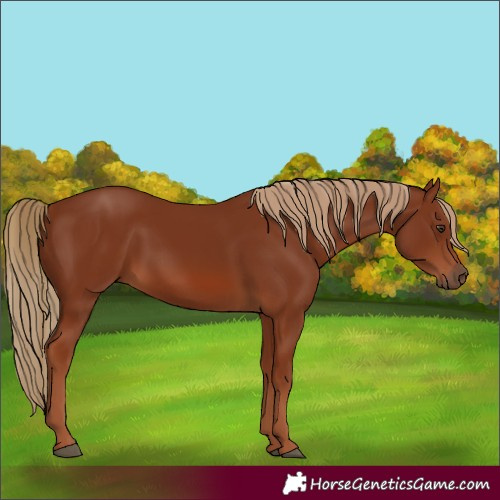 Horse Color:Chestnut 