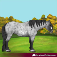 Horse Color:Blue Roan  and Blue Roan Frame 