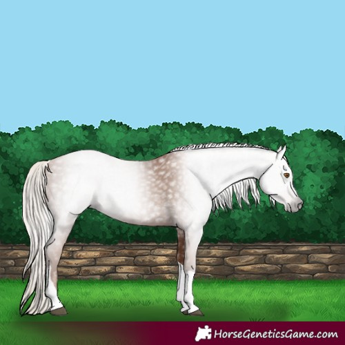 Horse Color:Gray Silver Black Pearl Tobiano 