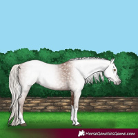 Horse Color:Gray Silver Black Pearl Tobiano 