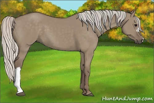Horse Color:Silver Grullo