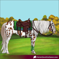 Horse Color:Chestnut Appaloosa