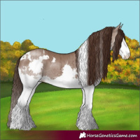 Horse Color:White Spotted Liver Red Dun Splash Rabicano Brindle 