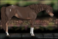 Horse Color:Liver Chestnut Tobiano 