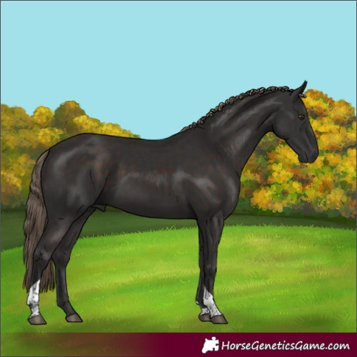 Horse Color:Liver Chestnut Tobiano