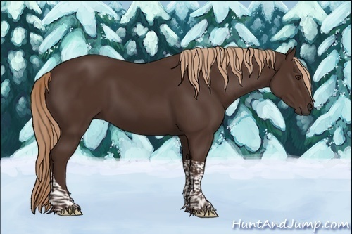 Horse Color:Liver Chestnut Tobiano