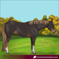 Horse Color:Liver Chestnut Tobiano 