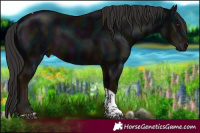 Horse Color:Midnight Liver Chestnut Tobiano 