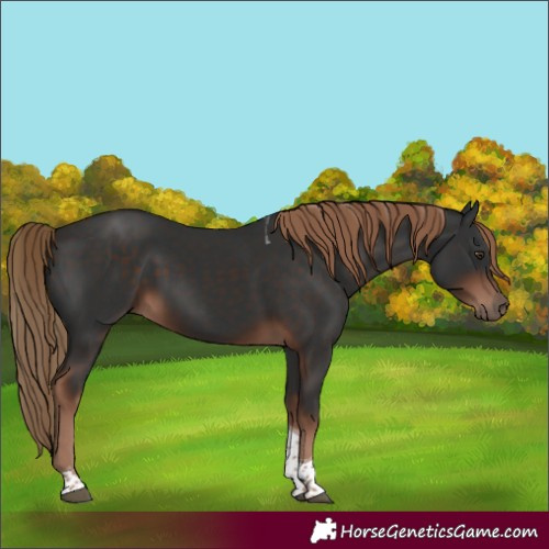 Horse Color:Liver Chestnut Tobiano 