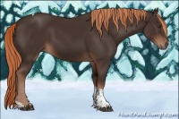 Horse Color:Liver Chestnut Tobiano