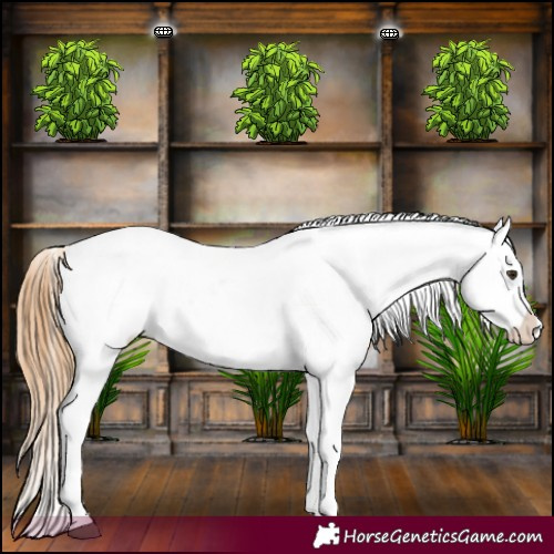 Horse Color:Red Dun Appaloosa  and Red Dun Appaloosa 