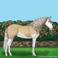 Horse Color:Palomino Dun Splash
