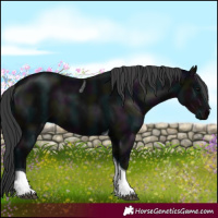 Horse Color:Midnight Black Tobiano 