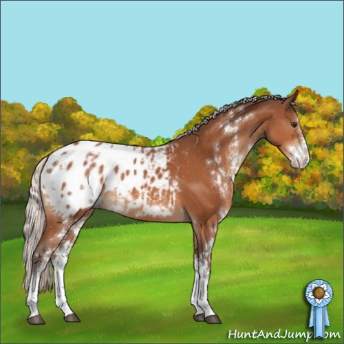 Horse Color:Silver Bay Sabino Varnish Rabicano