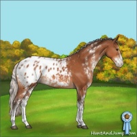 Horse Color:Silver Bay Sabino Appaloosa Rabicano 