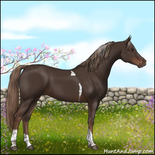 Horse Color:Liver Chestnut Tobiano