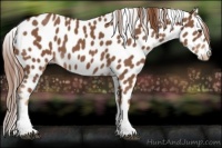Horse Color:Chestnut Tobiano Leopard 