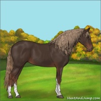 Horse Color:Liver Chestnut Tobiano
