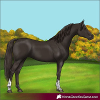 Horse Color:Liver Chestnut Tobiano