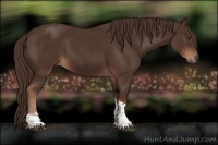 Horse Color:Liver Chestnut Tobiano