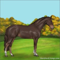Horse Color:Liver Chestnut Tobiano