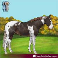 Horse Color:Liver Chestnut Splash Tobiano Appaloosa 