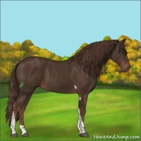 Horse Color:Liver Chestnut Tobiano 