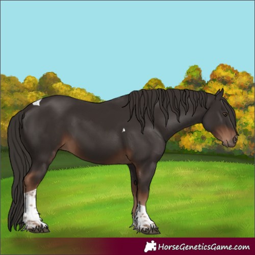 Horse Color:Liver Chestnut Tobiano 