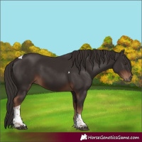 Horse Color:Liver Chestnut Tobiano 