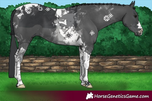 Horse Color:Black Tobiano 