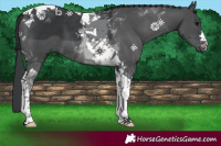 Horse Color:Black Tobiano 