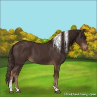 Horse Color:Liver Chestnut Tobiano 