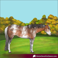 Horse Color:White Spotted Bay Rabicano