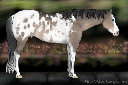 Horse Color:Brown Dun Splash Tobiano Blanket Rabicano