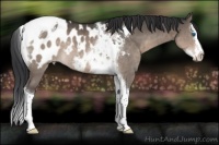 Horse Color:Brown Dun Splash Tobiano Blanket Rabicano