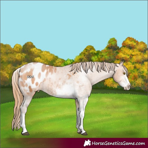 Horse Color:Bay Pearl Sabino Appaloosa Rabicano 