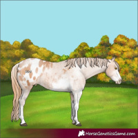 Horse Color:Bay Pearl Sabino Appaloosa Rabicano 