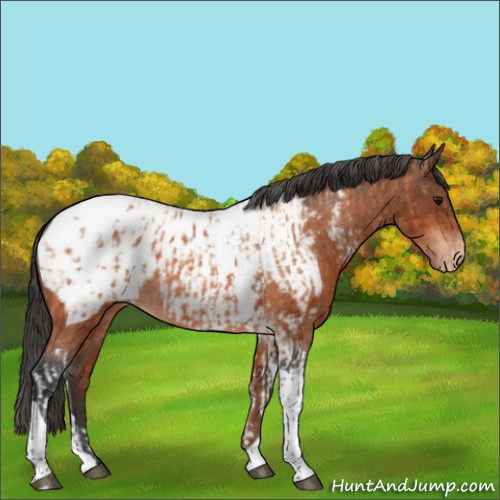 Horse Color:Bay Tobiano Blanket  and Bay Tobiano Snowcap 