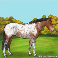 Horse Color:Bay Tobiano Appaloosa and Bay Tobiano Appaloosa