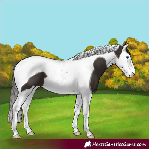 Horse Color:Liver Chestnut Splash Tobiano 