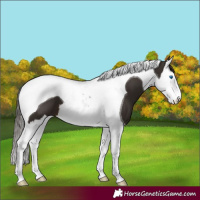 Horse Color:Liver Chestnut Splash Tobiano 