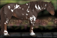 Horse Color:White Spotted Liver Chestnut 