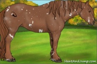 Horse Color:White Spotted Chestnut Sabino