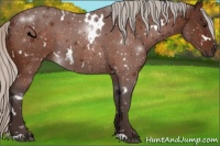Horse Color:White Spotted Silver Bay