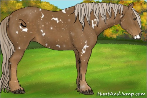 Horse Color:White Spotted Chocolate Palomino 