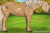 Horse Color:White Spotted Palomino Sabino