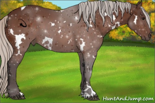 Horse Color:White Spotted Silver Bay 