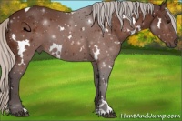 Horse Color:White Spotted Silver Bay